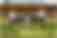 Alemannia Aachen 2024/2025