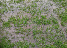 Spielabsage in Lippstadt